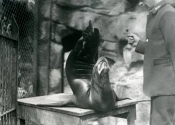 A Californian Sealion performs for its keeper at London Zoo, July 1921
